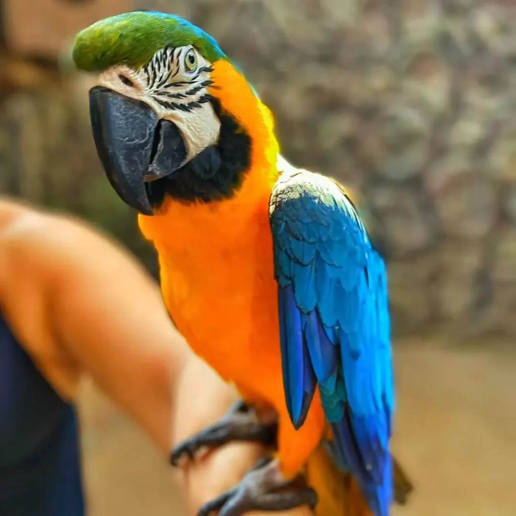 Foto arara