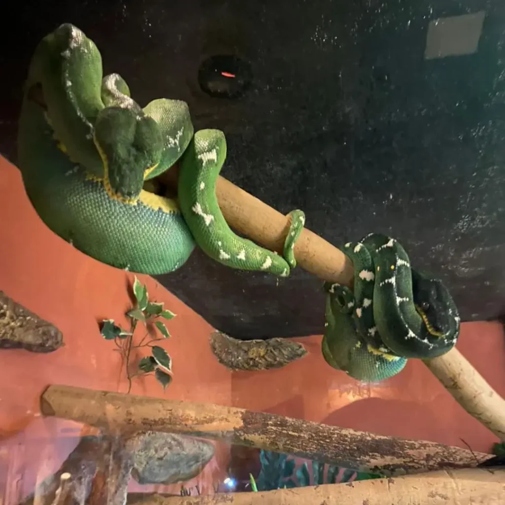 Cobra verde no Ecopark